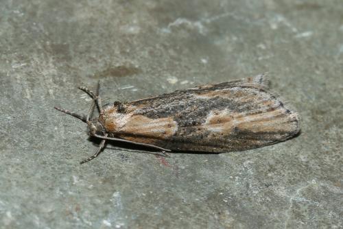 Réf. 179 928 : Doloploca punctulana